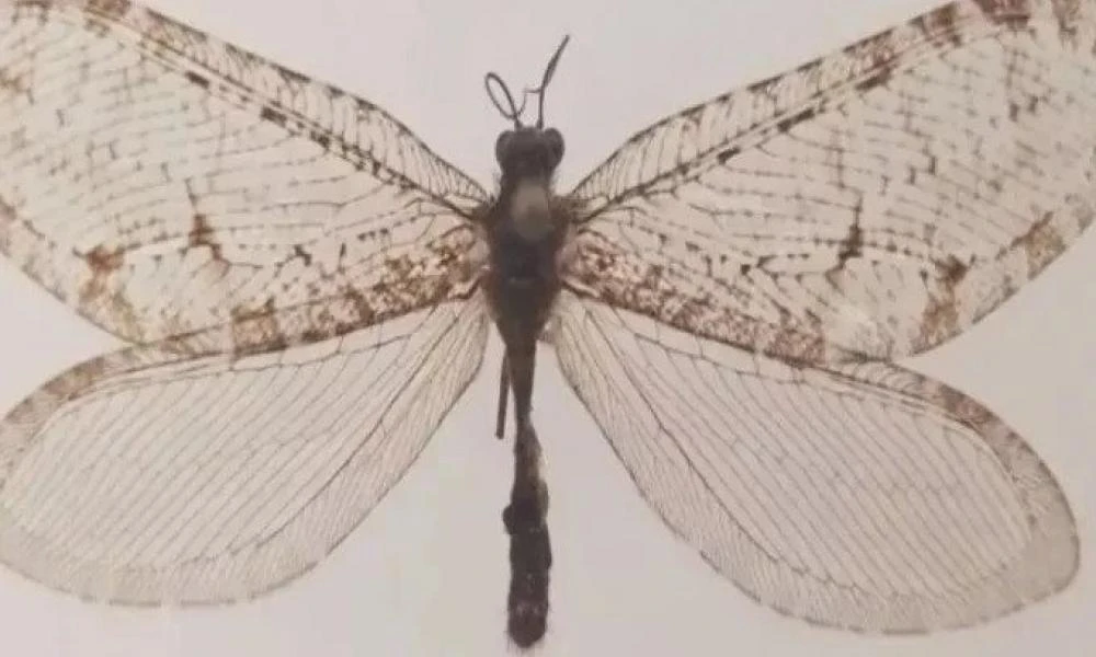 Εντοπίστηκε «εξαφανισμένο» πελώριο έντομο της ιουρασικής περιόδου